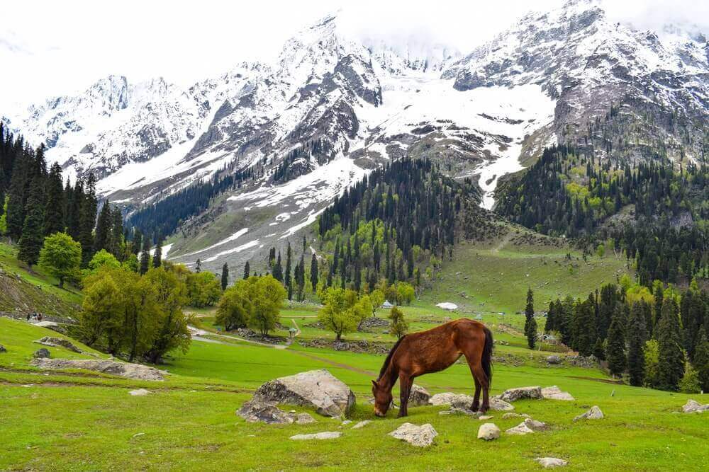 Beautiful Trip to Kashmir 